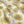 Organic Sunflower and Flora- Cotton Twill
