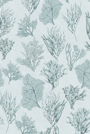 Kelp Forest Wallpaper