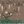 Birdsong By the Lake Wallpaper