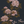 Whispers of Peony Wallpaper