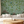 Citrus Trees Wallpaper