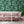 Banana Leaves Max Wallpaper