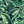 Banana Leaves Max Wallpaper