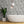 Banana Leaves Standard Wallpaper
