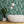 Banana Leaves Standard Wallpaper