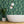 Banana Leaves Standard Wallpaper