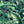 Banana Leaves Standard Wallpaper