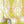 Bel Air Blossom wallpaper by Liberty James Studio in yellow-green, roll showing a mirrored blossom design
