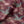 Blossom Velvet