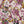 Creeping Trellis Metallic Grasscloth