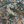 Resplendent Woods Linen