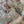 Resplendent Woods Linen