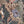 Exotica wallpaper by Victoria Sanders in petrol blue, close-up of jungle animals and tropical flowers