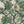 Creeping Trellis Linen
