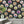 Fine China Wallpaper