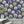 Fine China Wallpaper