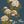 Whispers of Peony Wallpaper