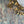 Foxtail Woodstock Coated Mica Wallpaper