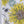 Organic Sunflower and Flora- Cotton Twill