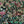 Jungle Life Wallpaper