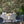 Jungle Life Wallpaper