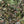 Jungle Life Wallpaper