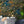 Jungle Life Wallpaper