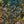 Jungle Life Wallpaper