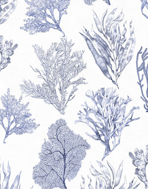 Kelp Forest Wallpaper
