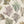 Kelp Forest Wallpaper in Vintage Original wallpaper by XV Interiors in cream and green, flat sample of kelp and seaweed