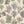 Kelp Forest Wallpaper in Vintage Original wallpaper by XV Interiors in cream and green, full repeat of kelp and seaweed