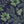Lace Ferns Wallpaper