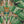 Leopard Wallpaper