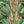 Leopard Wallpaper