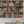 Monkey Library Wallpaper