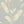 Pampas Grass Wallpaper