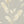 Pampas Grass Wallpaper