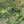 Rice Terrace Max Wallpaper