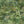 Rice Terrace Standard Wallpaper