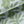 Rubber Plant Blue Velvet