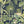 The Green House Wallpaper