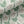 Bindweed Linen Pink Trumpet