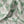 Bindweed Linen Pink Trumpet