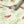 Sustainable Butterfly and Wallpaper
