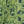 Canopy Linen