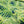 Canopy Linen