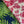 Canopy Linen