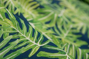 Canopy Linen