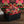 Coral Gables Eco Velvet