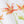 Dancing Autumn Daisies Cotton Linen